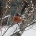 Snow on the Robin by bjchipman