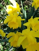 13th Mar 2017 - Daffodils 