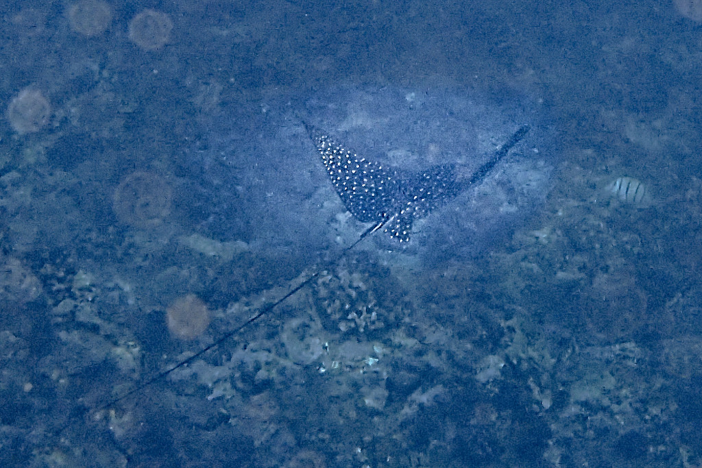Spotted Eagle Ray by jgpittenger