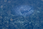 13th Mar 2017 - Spotted Eagle Ray