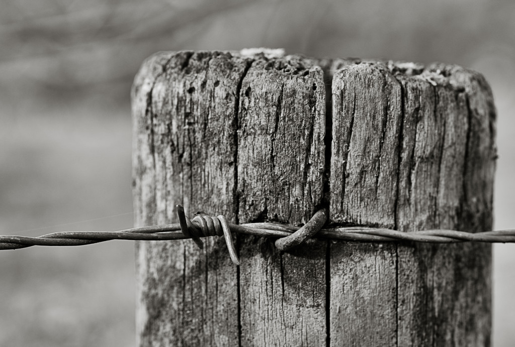 PLAY March - 60mm f/2.4: Occasional Fence-Post 18 by vignouse