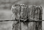 13th Mar 2017 - PLAY March - 60mm f/2.4: Occasional Fence-Post 18