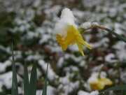 14th Mar 2017 - Daffodil and snow