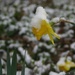 Daffodil and snow by tunia