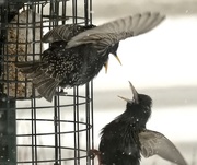 13th Mar 2017 - starling discussion