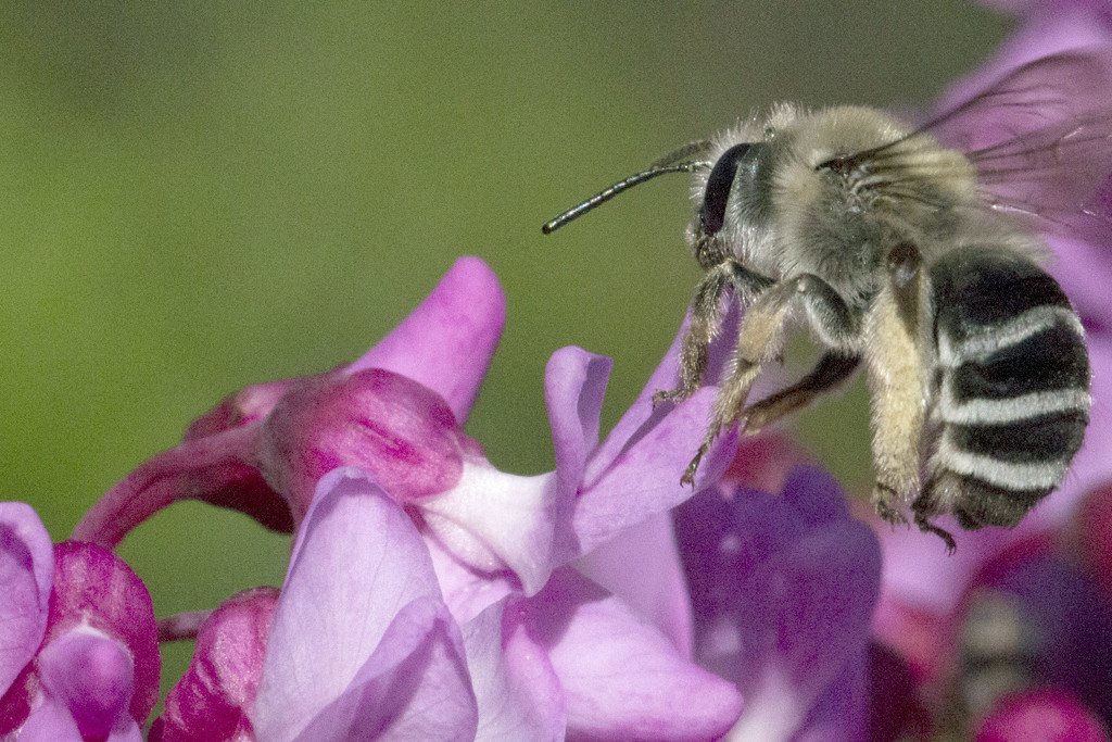 Macro Bee by gaylewood