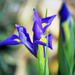 Japanese Iris by dsp2
