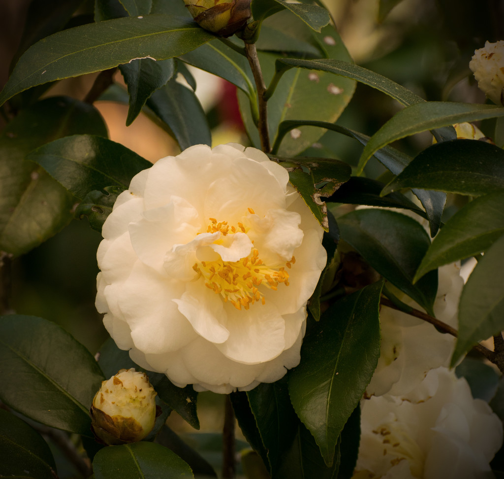 Camellia's in Bloom! by rickster549