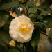 Camellia's in Bloom! by rickster549