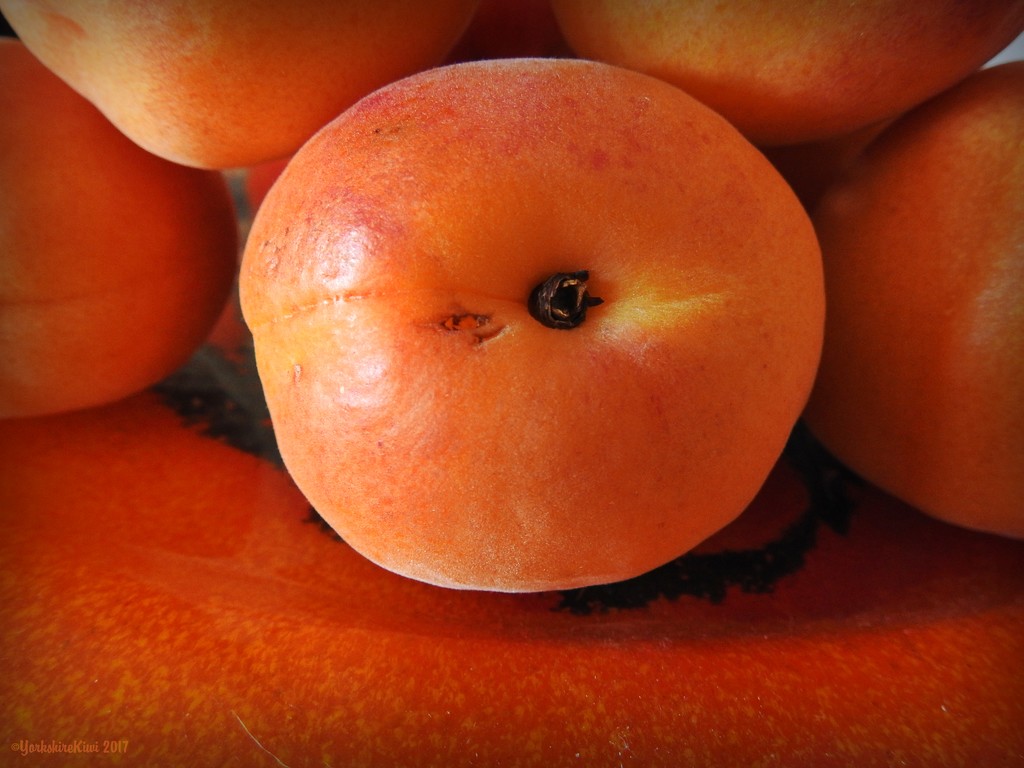 Apricots by yorkshirekiwi