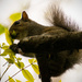 Another Squirrel Eating the New Growth! by rickster549