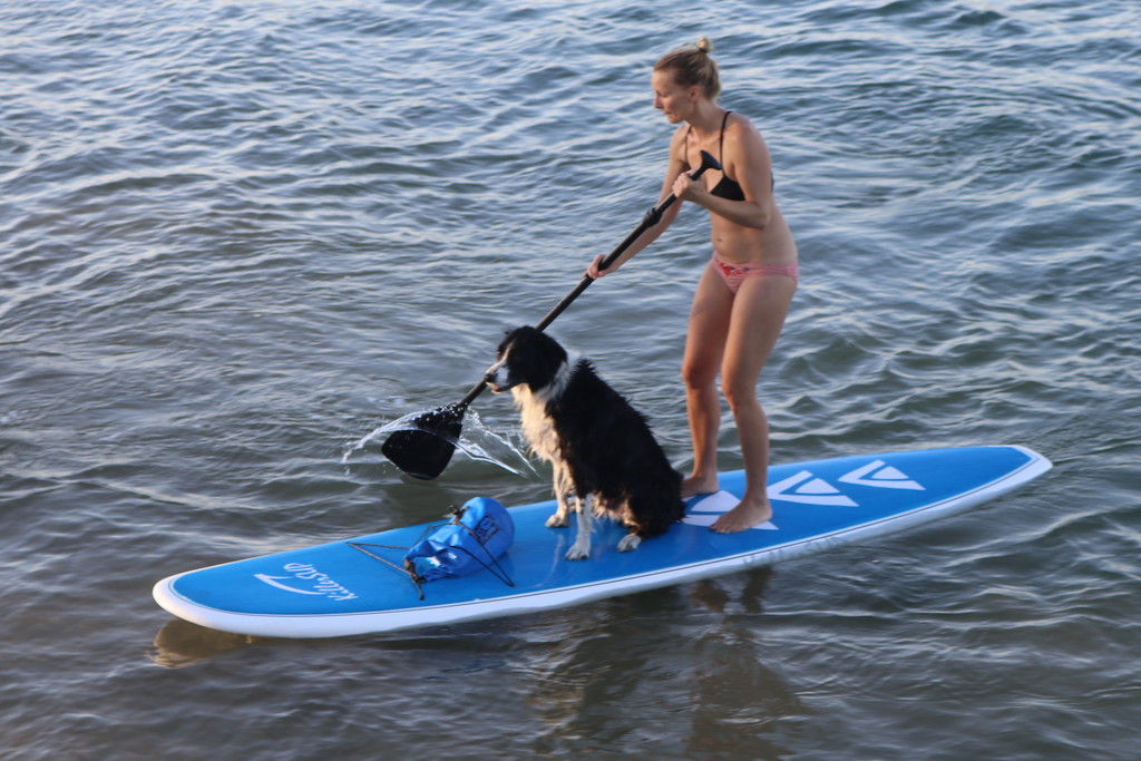 Dog paddling by gilbertwood