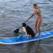 Dog paddling by gilbertwood