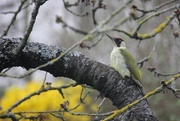 14th Mar 2017 - Green Woodpecker