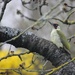 Green Woodpecker by jamibann