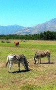 14th Mar 2017 - Zebra and cows graze together