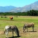 Zebra and cows graze together by ludwigsdiana