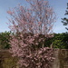 Cherry Blossom by mattjcuk
