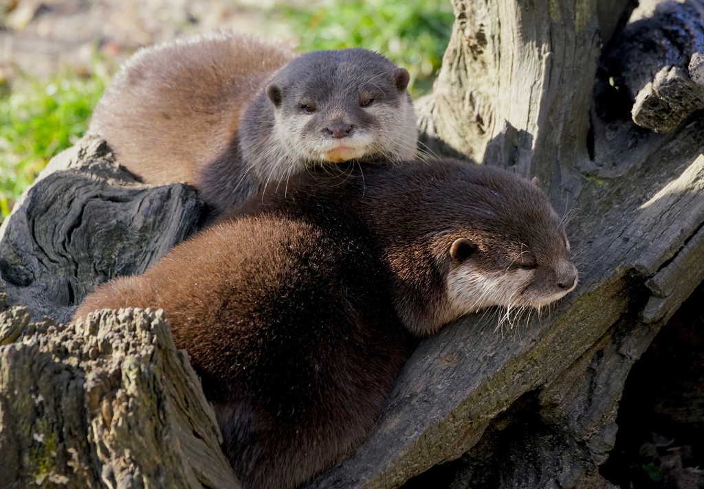 RESTING OTTERS by markp