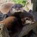 RESTING OTTERS by markp
