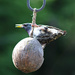Bird on a Nut. by wendyfrost