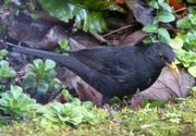 14th Mar 2017 - Blackbird  (male)