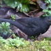 Blackbird  (male) by susiemc