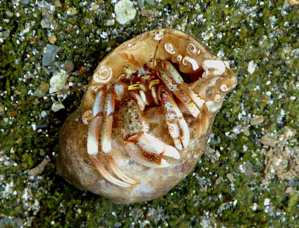 Hermit crab by julienne1