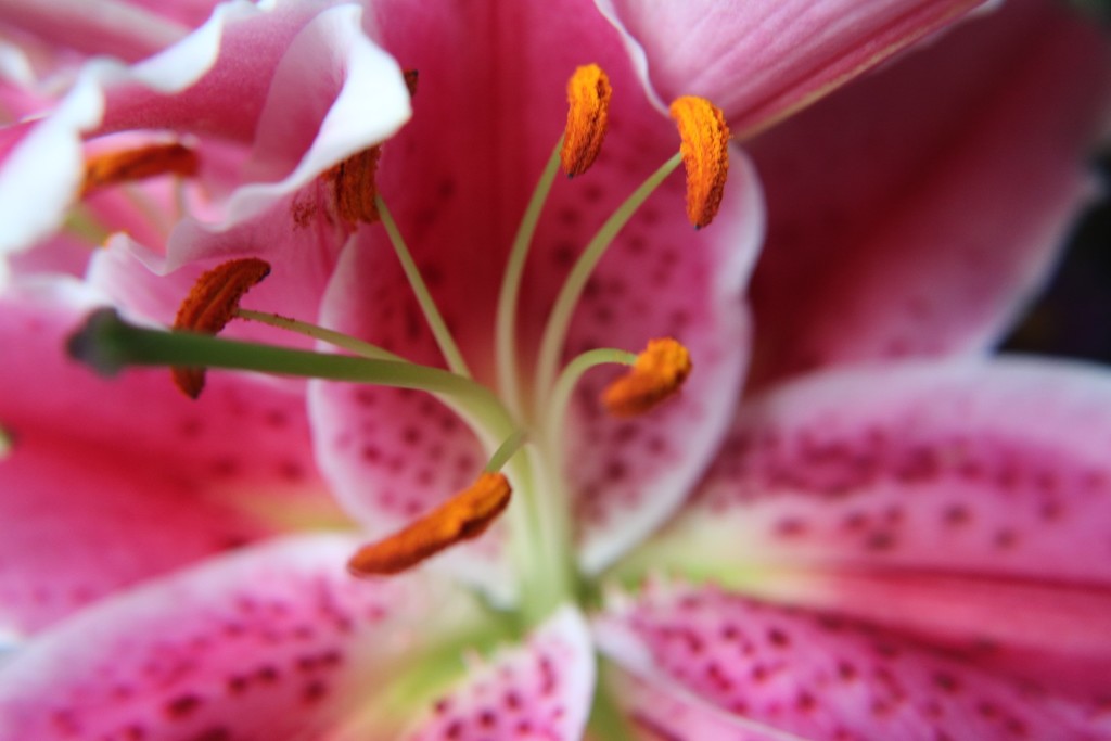 Lilly Stamen by phil_sandford