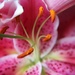 Lilly Stamen by phil_sandford