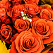 Orange #2  roses by randystreat