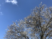 10th Mar 2017 - Snowy blossoms