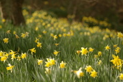 10th Mar 2017 - A Bokeh of Daffodils