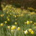 A Bokeh of Daffodils by 30pics4jackiesdiamond