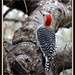 Ladder-Backed Woodpecker by essiesue