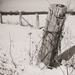 fencepost by tracymeurs
