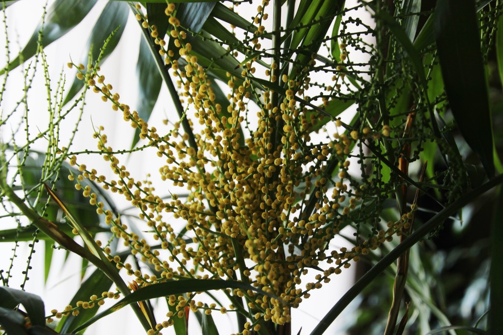 Neanthe bella Palm Bloom by bjchipman