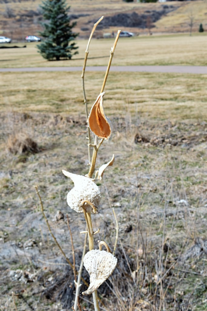 Milkweed pods by sandlily