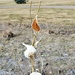 Milkweed pods by sandlily