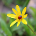 Spring Ladybird. by wendyfrost