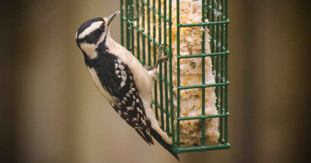 Downy Woodpecker, Going After the Suet! by rickster549