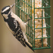 Downy Woodpecker, Going After the Suet! by rickster549