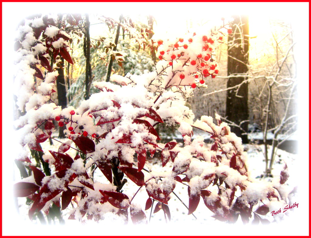 Red Berries in the Snow by vernabeth