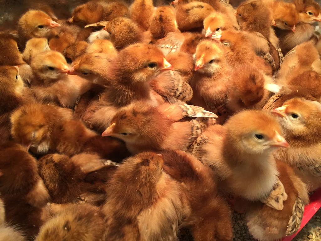 a sea of chicks by lynnz