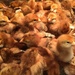 a sea of chicks by lynnz