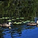 Duck Pond ~ by happysnaps