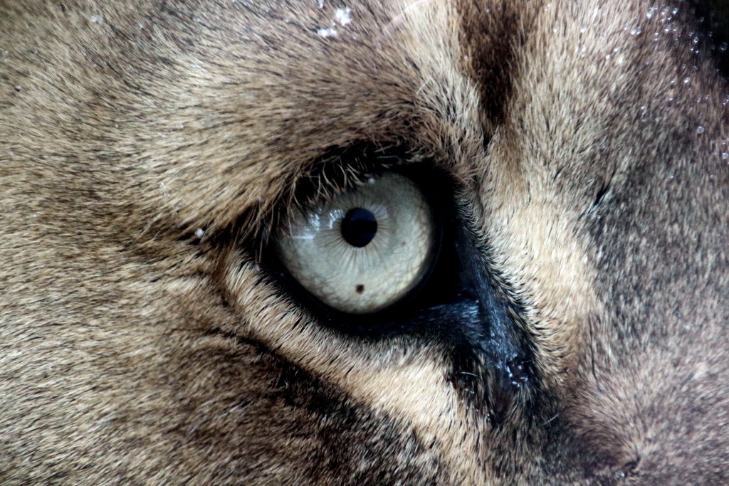 Eye Of The Lion by randy23