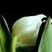 Tulip - From the Rear by granagringa