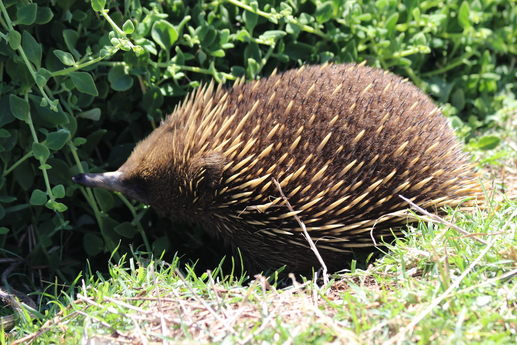A Philip Island resident by gilbertwood