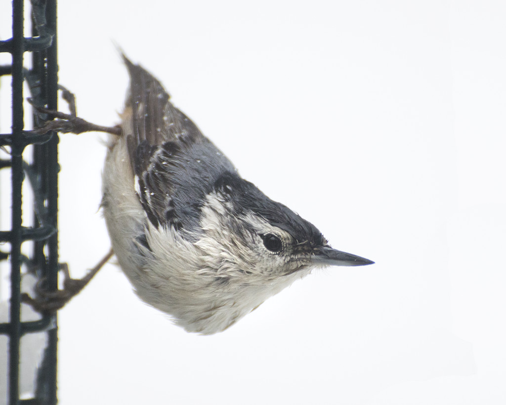 Wet Nuthatch by mccarth1